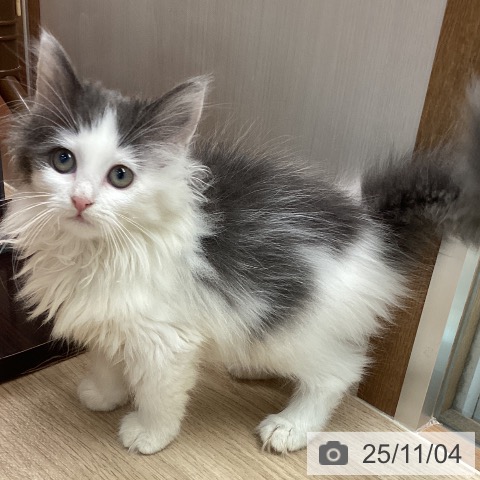 ノルウェージャンフォレストキャットの写真