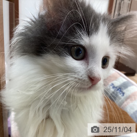 ノルウェージャンフォレストキャットの写真