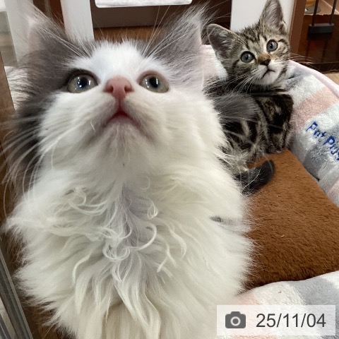 ノルウェージャンフォレストキャットの写真