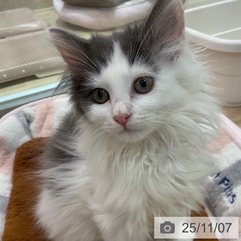 ノルウェージャンフォレストキャットの写真