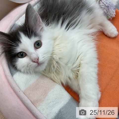 埼玉県のノルウェージャンフォレストキャット (ペットプラス ららぽーと富士見店/2025年8月20日生まれ/女の子/ブルータビーホワイト)の子猫の4枚目の画像