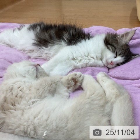 埼玉県のノルウェージャンフォレストキャット (ペットプラス 所沢店/2025年8月23日生まれ/女の子/ブラウンタビーホワイト)の子猫の4枚目の画像