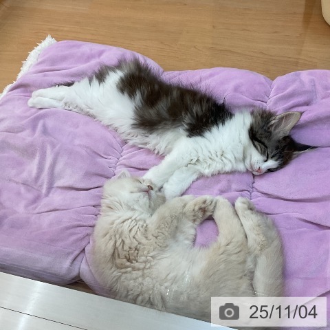 埼玉県のノルウェージャンフォレストキャット (ペットプラス 所沢店/2025年8月23日生まれ/女の子/ブラウンタビーホワイト)の子猫の3枚目の画像