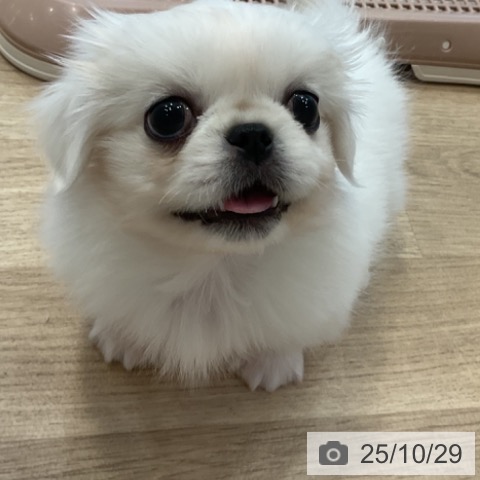 ペキニーズの写真