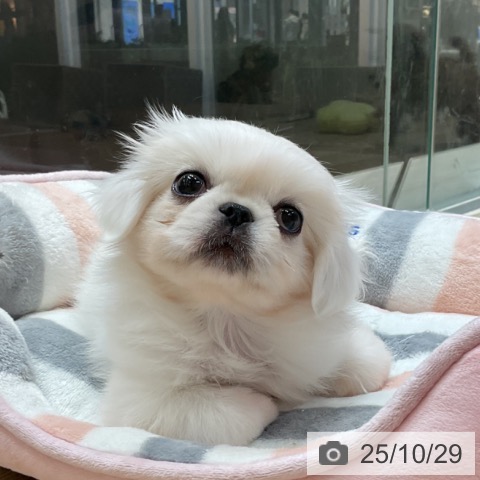 ペキニーズの写真