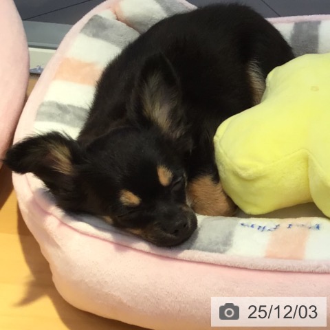 山形県のチワワ(ロング) (ペットプラス 天童店/2025年8月26日生まれ/女の子/ブラックタンホワイト)の子犬の4枚目の画像