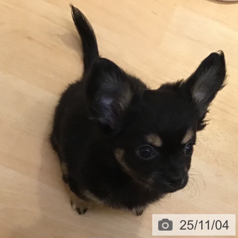 山形県のチワワ(ロング) (ペットプラス 天童店/2025年8月26日生まれ/女の子/ブラックタンホワイト)の子犬の3枚目の画像