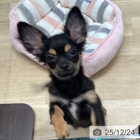 宮城県のチワワ(ロング) (ペットプラス 仙台泉大沢店/2025年8月26日生まれ/女の子/ブラックタンホワイト)の子犬の4枚目の画像