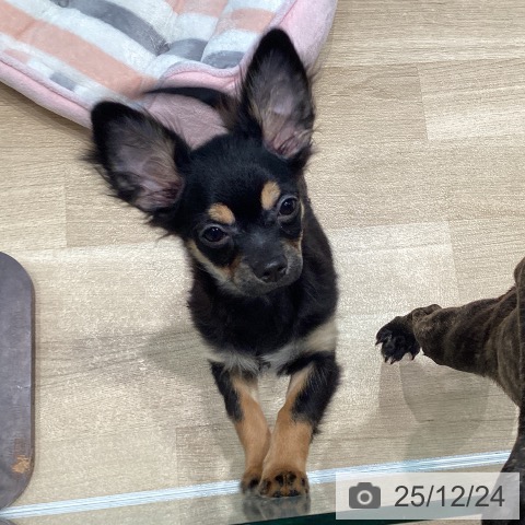 宮城県のチワワ(ロング) (ペットプラス 仙台泉大沢店/2025年8月26日生まれ/女の子/ブラックタンホワイト)の子犬の3枚目の画像