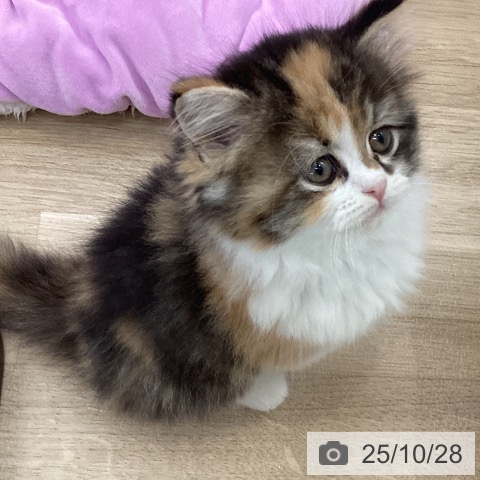 スコティッシュフォールドの写真