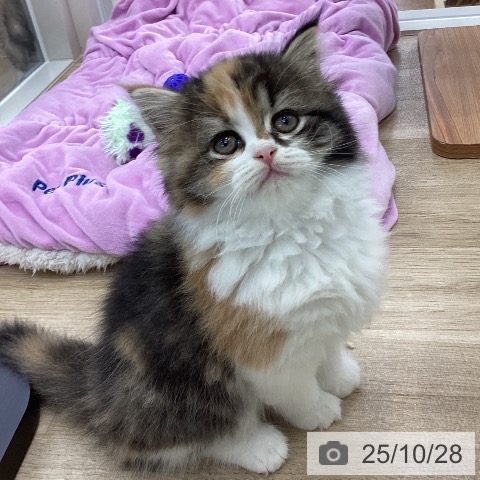 スコティッシュフォールドの写真