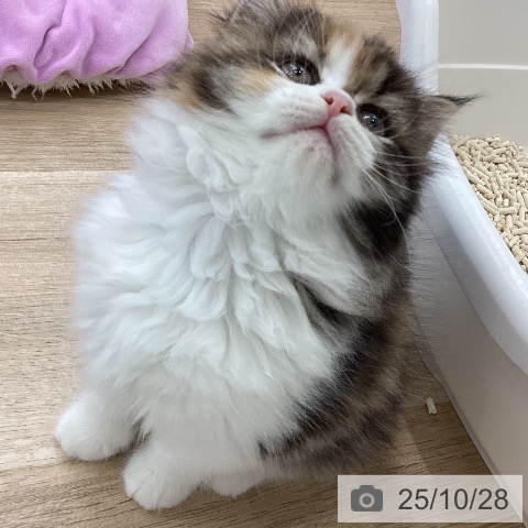 スコティッシュフォールドの写真