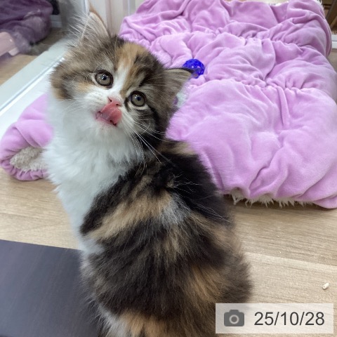 スコティッシュフォールドの写真