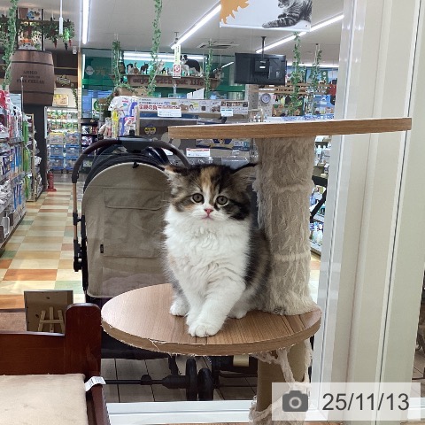 山梨県のスコティッシュフォールド (ペットプラス 甲府国母店/2025年8月27日生まれ/女の子/キャリコ)の子猫の4枚目の画像