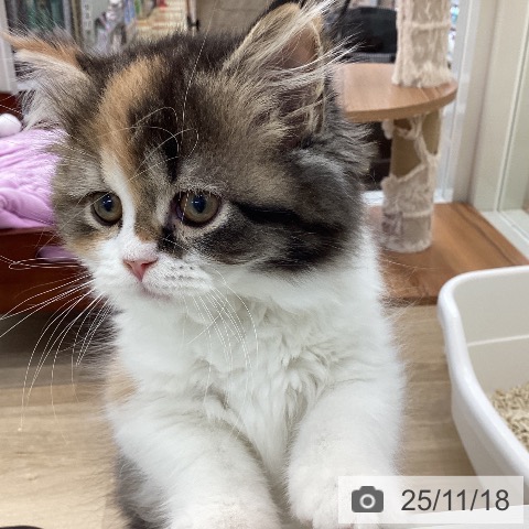 山梨県のスコティッシュフォールド (ペットプラス 甲府国母店/2025年8月27日生まれ/女の子/キャリコ)の子猫の3枚目の画像