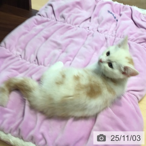 マンチカンの写真