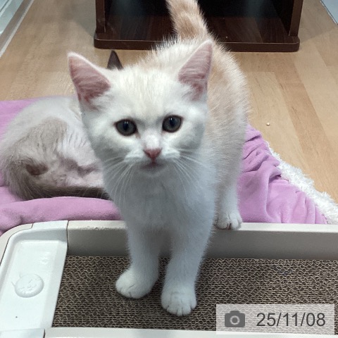 マンチカンの写真