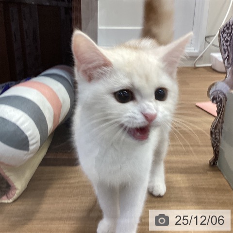 マンチカンの写真