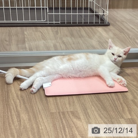 神奈川県のマンチカン (ペッツワン 横須賀久里浜店/2025年8月23日生まれ/女の子/レッドタビーホワイト)の子猫の4枚目の画像