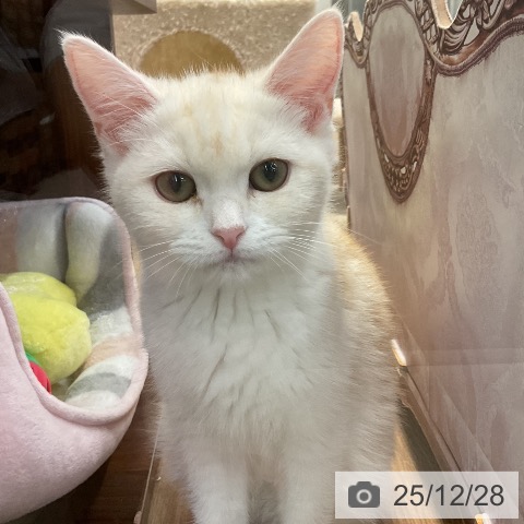 神奈川県のマンチカン (ペッツワン 横須賀久里浜店/2025年8月23日生まれ/女の子/レッドタビーホワイト)の子猫の4枚目の画像