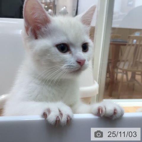 神奈川県のマンチカン (ペッツワン 横須賀久里浜店/2025年8月23日生まれ/女の子/レッドタビーホワイト)の子猫の3枚目の画像