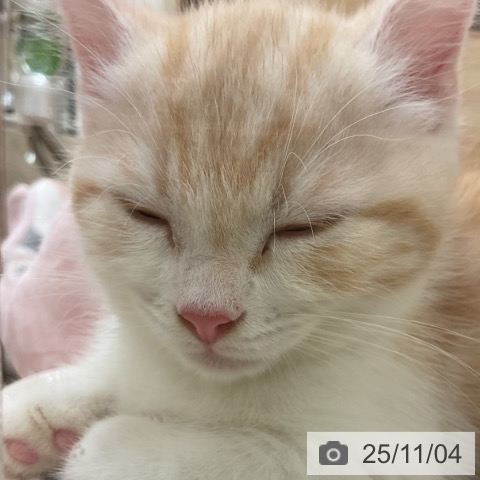 マンチカンの写真