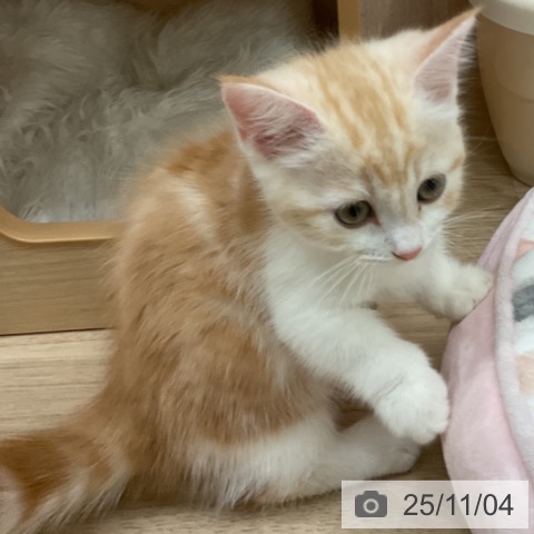 マンチカンの写真