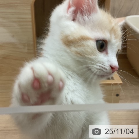 マンチカンの写真