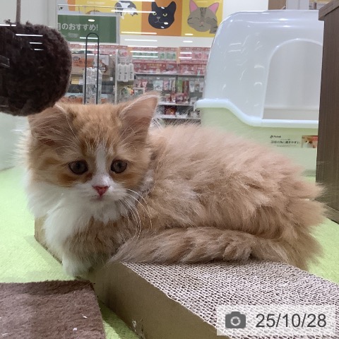 マンチカンの写真