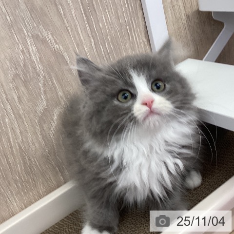 スコティッシュフォールドの写真