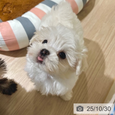 マルチーズの写真
