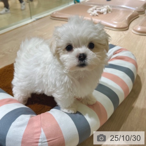 マルチーズの写真