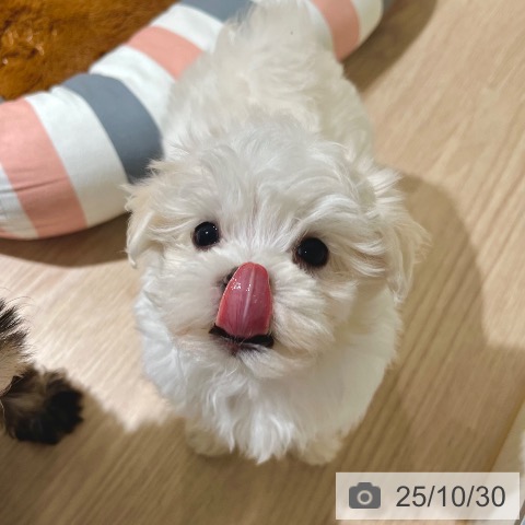 マルチーズの写真