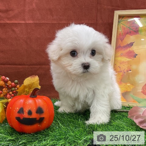 マルチーズの写真