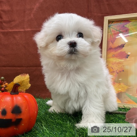 マルチーズの写真