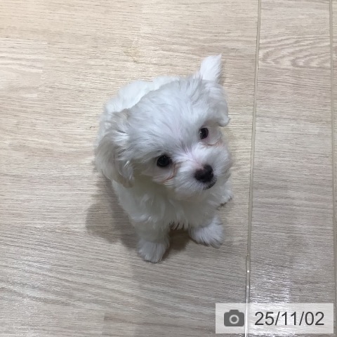 マルチーズの写真