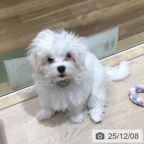 神奈川県のマルチーズ (ペットプラス 川崎ルフロン店/2025年8月27日生まれ/男の子/ホワイト)の子犬の4枚目の画像