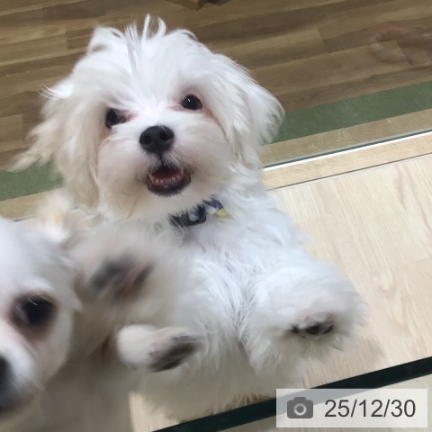 神奈川県のマルチーズ (ペットプラス 川崎ルフロン店/2025年8月27日生まれ/男の子/ホワイト)の子犬の4枚目の画像