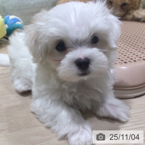 マルチーズの写真