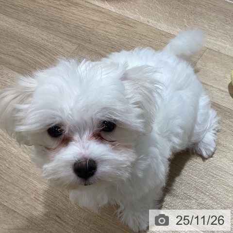 千葉県のマルチーズ (ペットプラス 海浜幕張店/2025年8月28日生まれ/男の子/ホワイト)の子犬の4枚目の画像