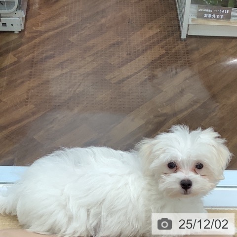千葉県のマルチーズ (ペットプラス 海浜幕張店/2025年8月28日生まれ/男の子/ホワイト)の子犬の3枚目の画像