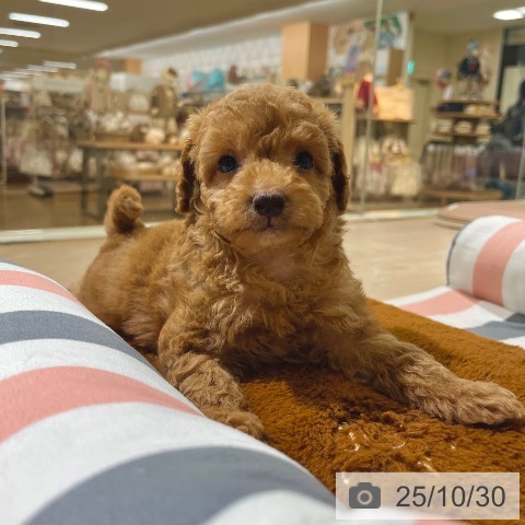 茨城県のトイプードル(トイ) (ペッツワン 古河店/2025年8月28日生まれ/女の子/アプリコット)の子犬の4枚目の画像