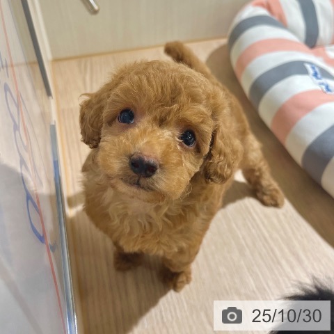 茨城県のトイプードル(トイ) (ペッツワン 古河店/2025年8月28日生まれ/女の子/アプリコット)の子犬の3枚目の画像