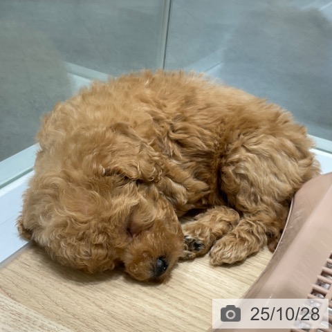 トイ・プードルの写真