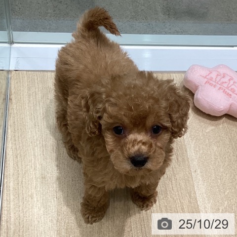 トイ・プードルの写真