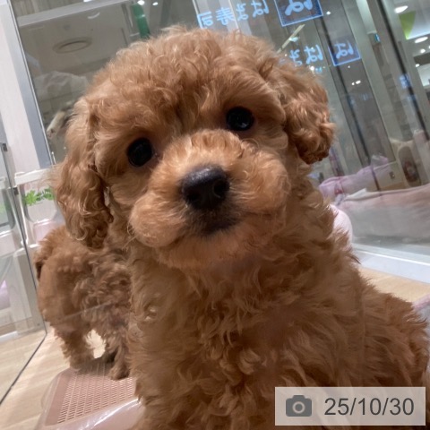 トイ・プードルの写真