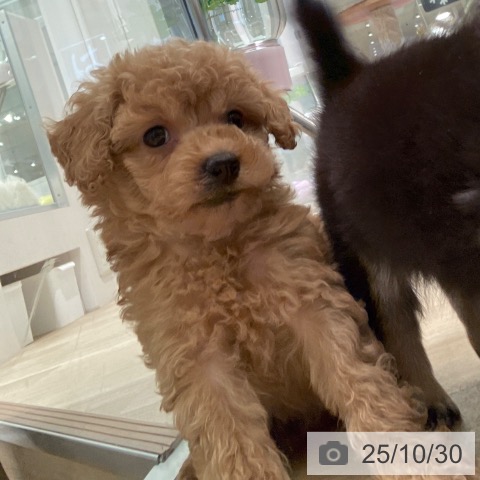 トイ・プードルの写真