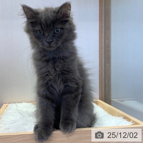 千葉県のラガマフィン (ペットプラス 幕張新都心店/2025年8月20日生まれ/男の子/ブルー)の子猫の4枚目の画像