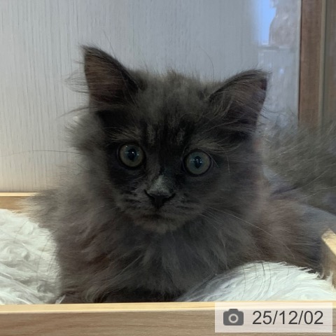 千葉県のラガマフィン (ペットプラス 幕張新都心店/2025年8月20日生まれ/男の子/ブルー)の子猫の3枚目の画像