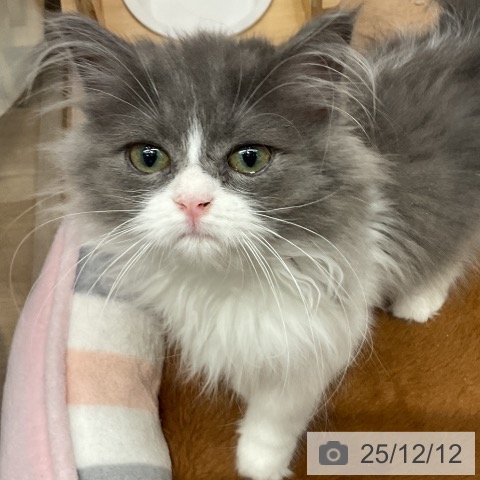 埼玉県のラガマフィン (ペットプラス 与野店/2025年8月20日生まれ/女の子/ブルーホワイト)の子猫の4枚目の画像